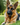 Category Bully Stick